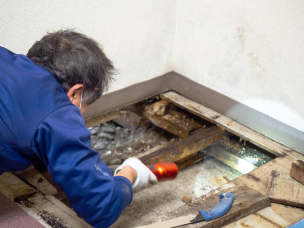 Best Preventive Mold Services in Hominy, OK