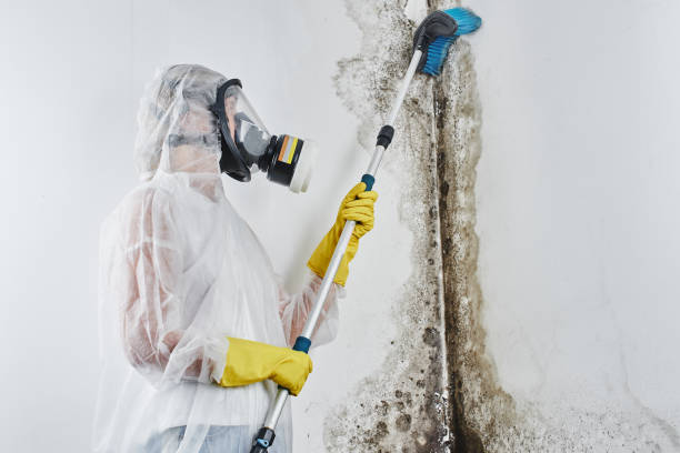 Best Insurance-Related Mold Remediation in Hominy, OK