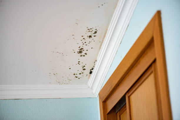 Best Post-Flood Mold Remediation in Hominy, OK