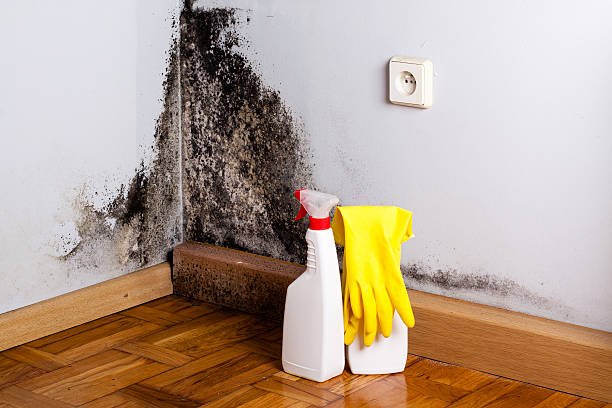 Best White Mold Remediation in Hominy, OK