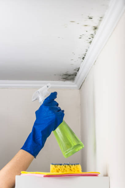 Best Black Mold Remediation in Hominy, OK